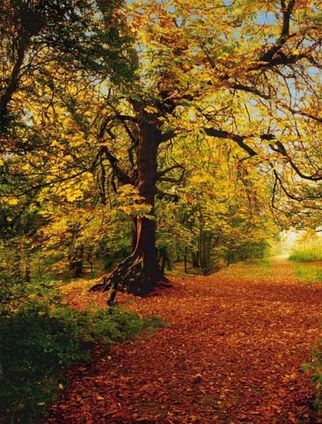 decomural,  papel mural 